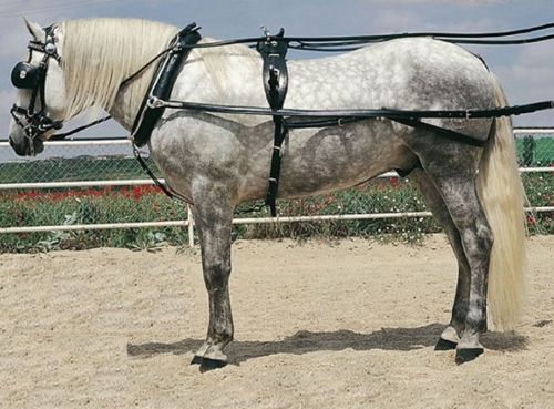 English Harness